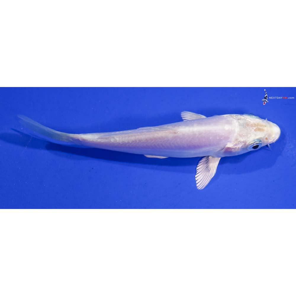 4” Imported Doitsu Platinum Ogon