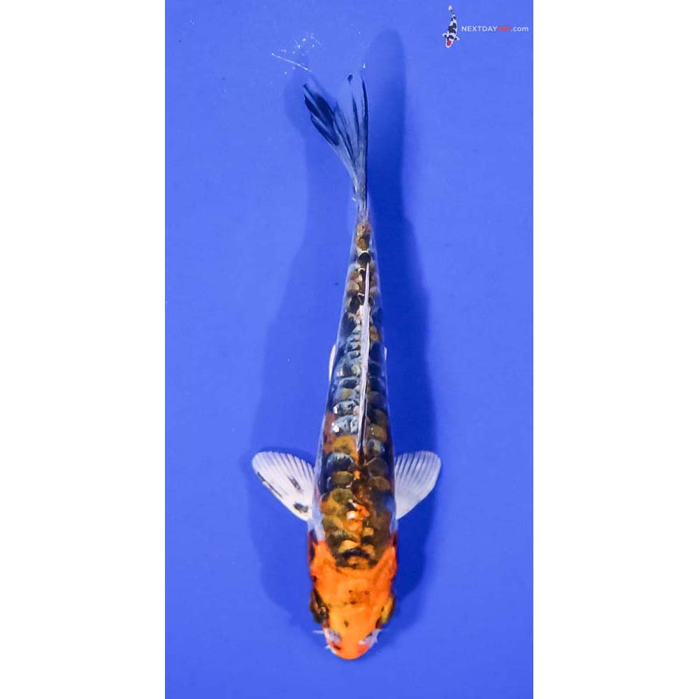 4” Imported Kin Kikokuryu