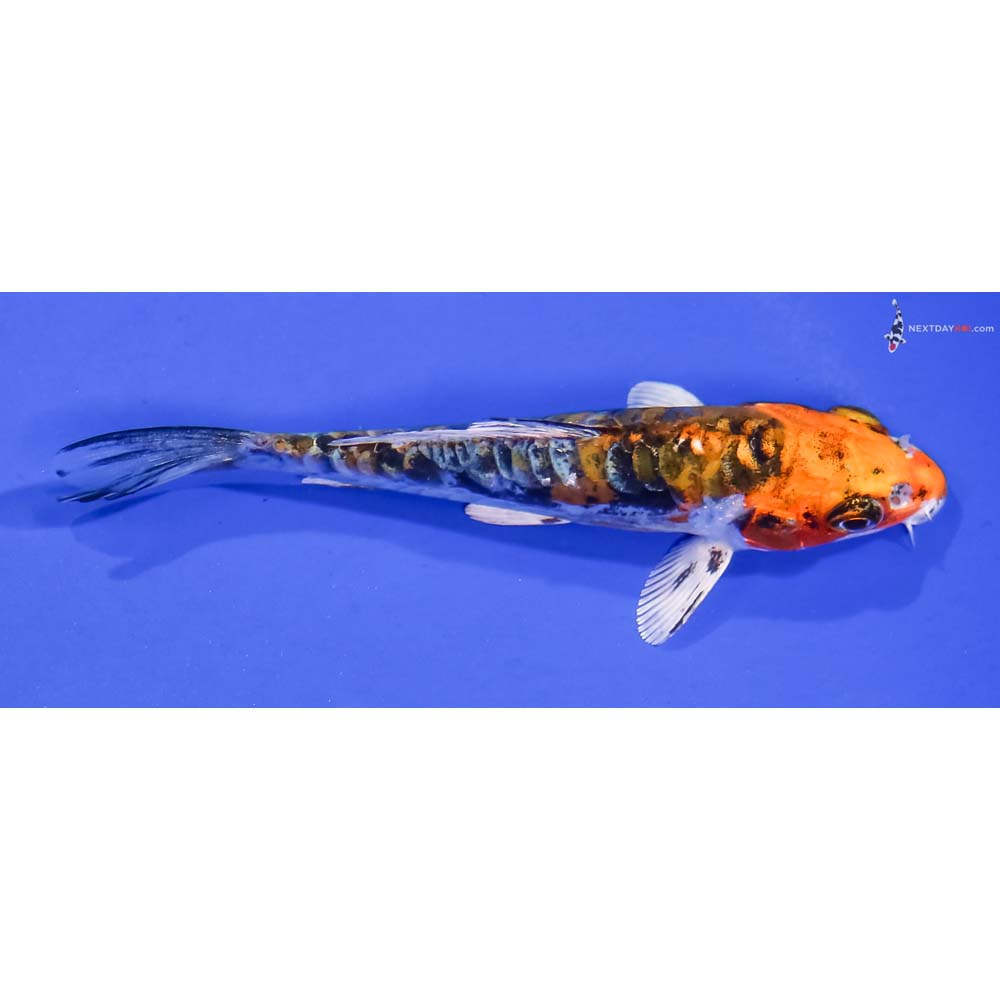 4” Imported Kin Kikokuryu