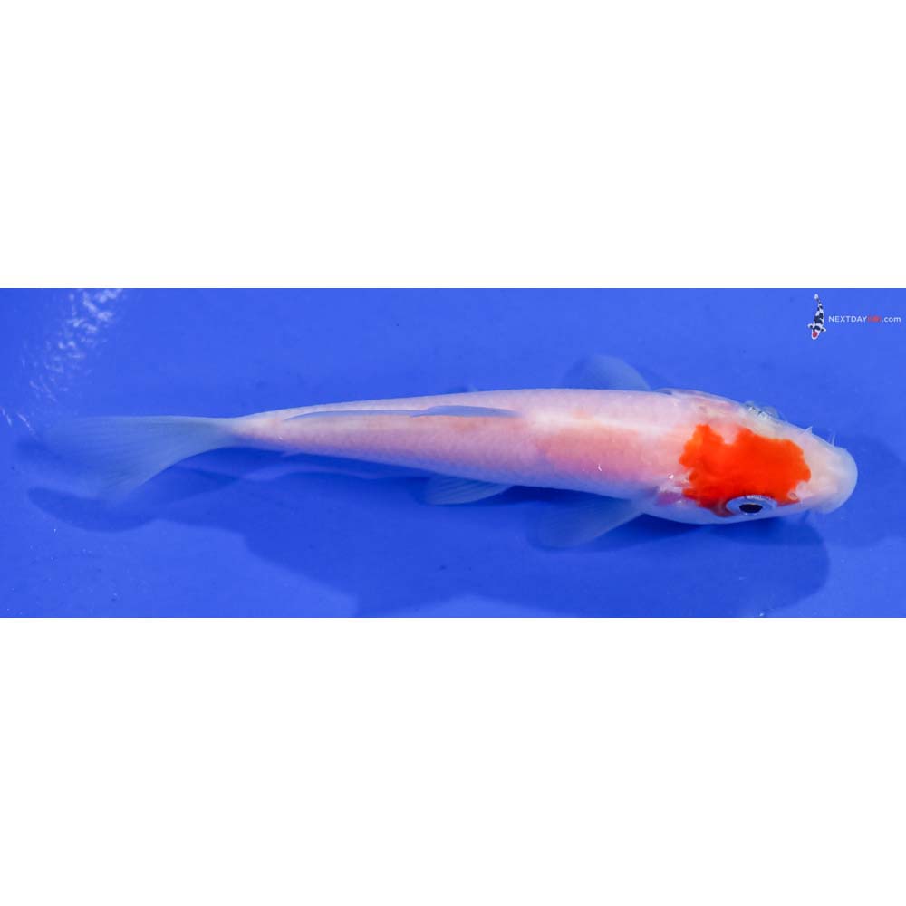 4” Imported Kohaku