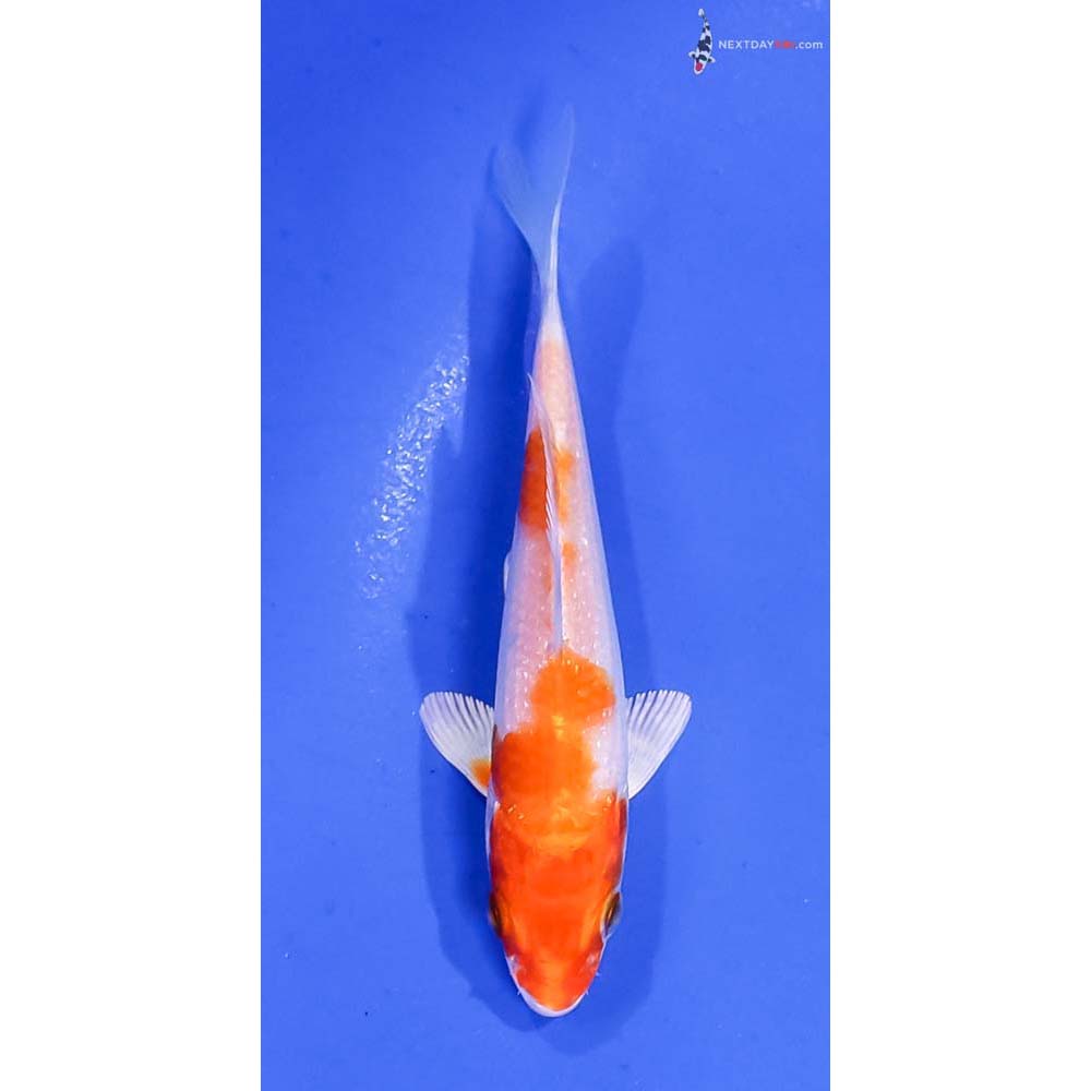 4” Imported Hariwake