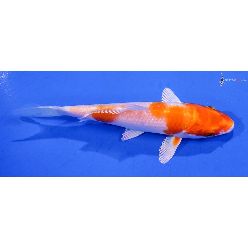 4” Imported Hariwake