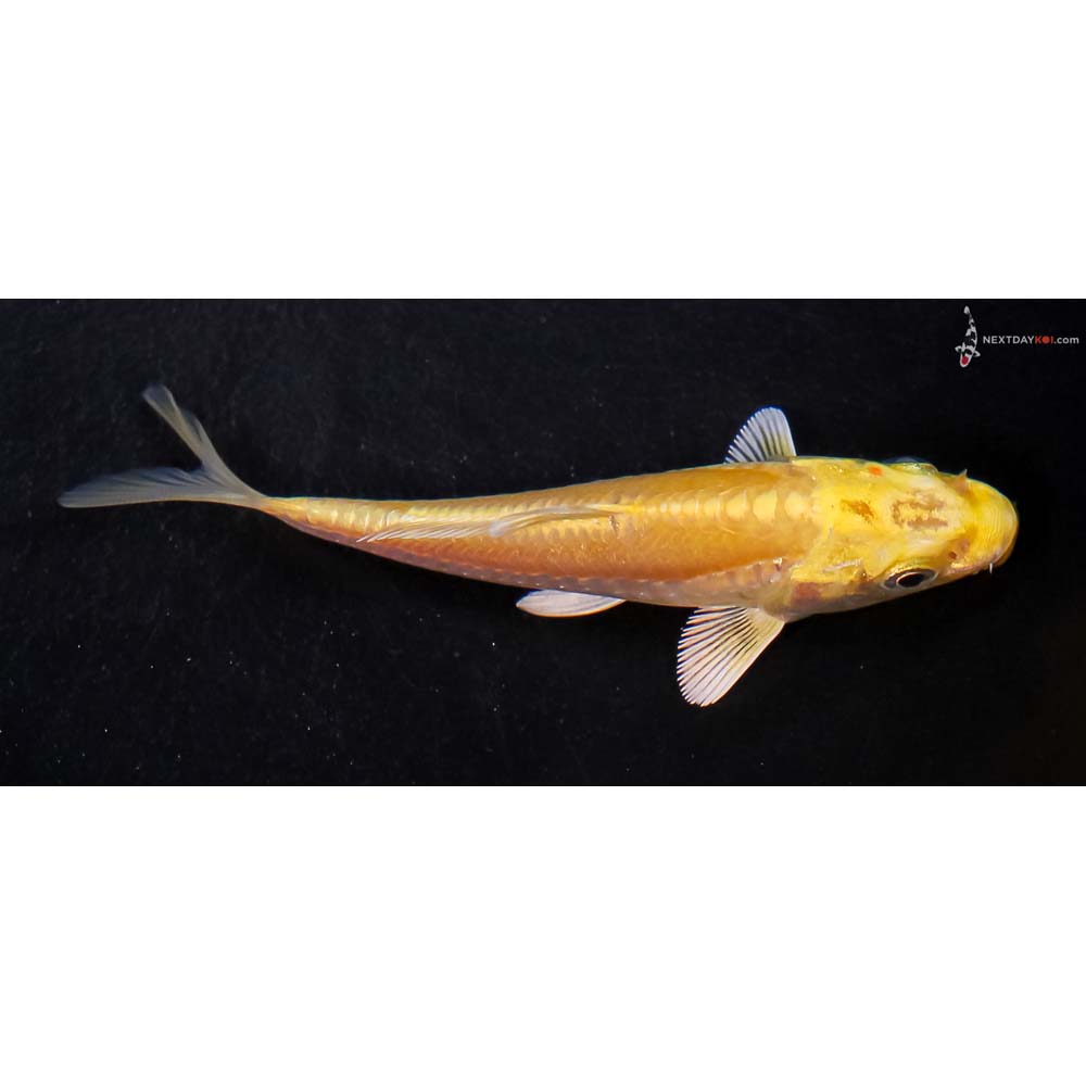 4” Imported Doitsu Yamabuki Ogon
