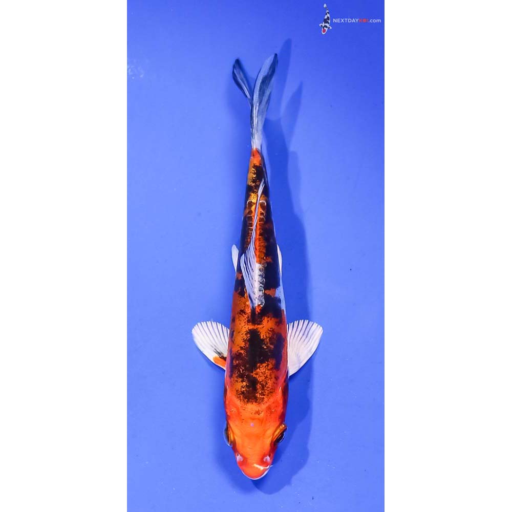 4.5” Imported Heisei Nishiki