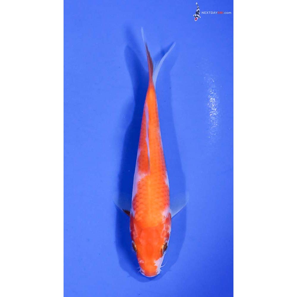 5” Imported Kohaku