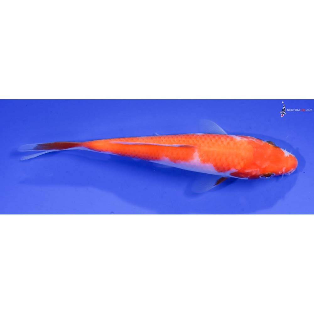 5” Imported Kohaku