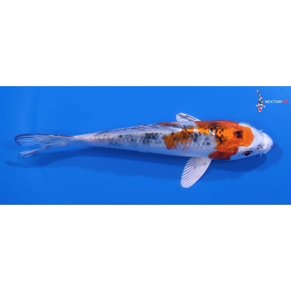 5” Imported Yamato Nishiki