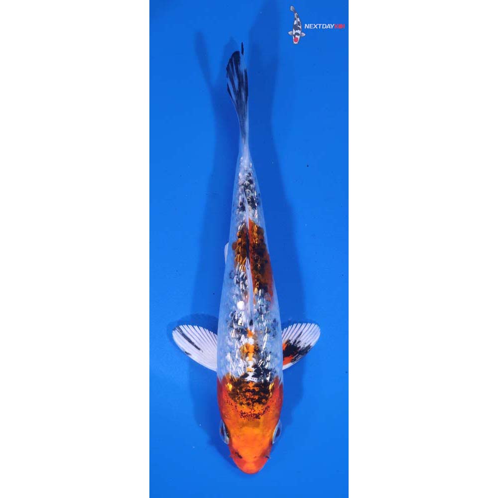 5” Imported Gin Rin Yamato Nishiki