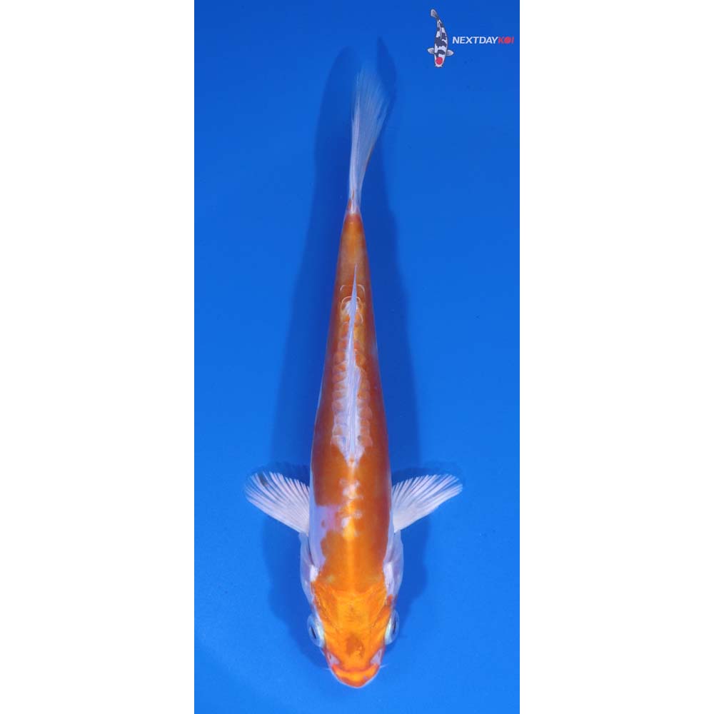 5.5” Imported Kikusui