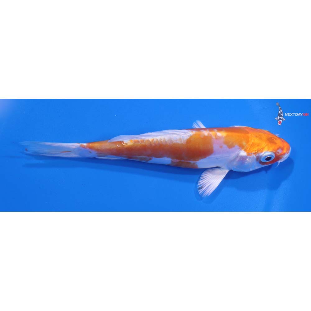 5.5” Imported Kikusui