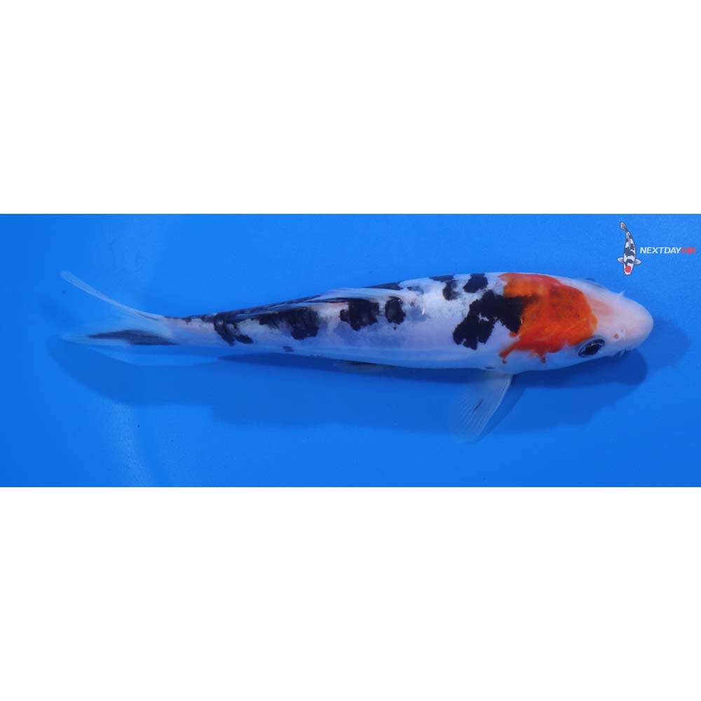 5.5” Imported Doitsu Sanke
