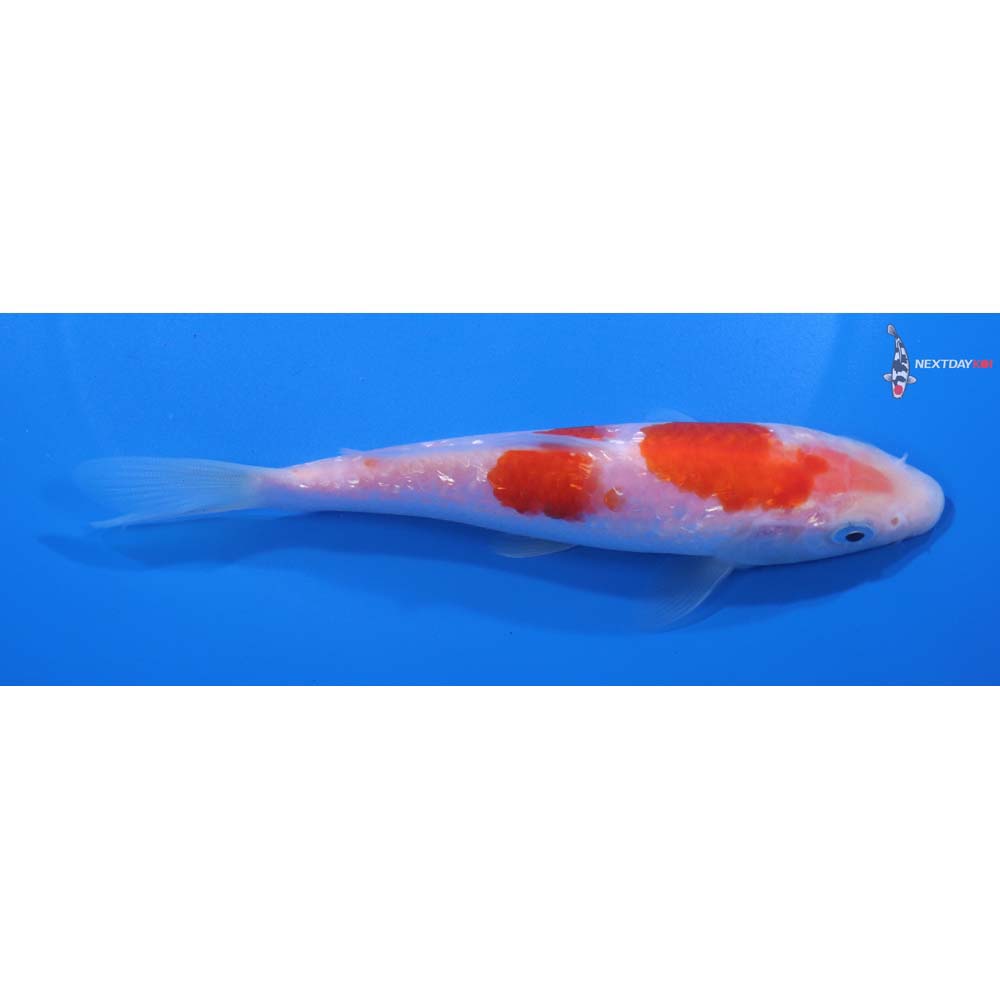 5.5” Imported Kohaku