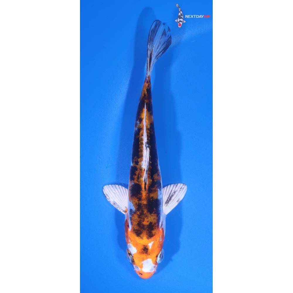5.5” Imported Heisei Nishiki