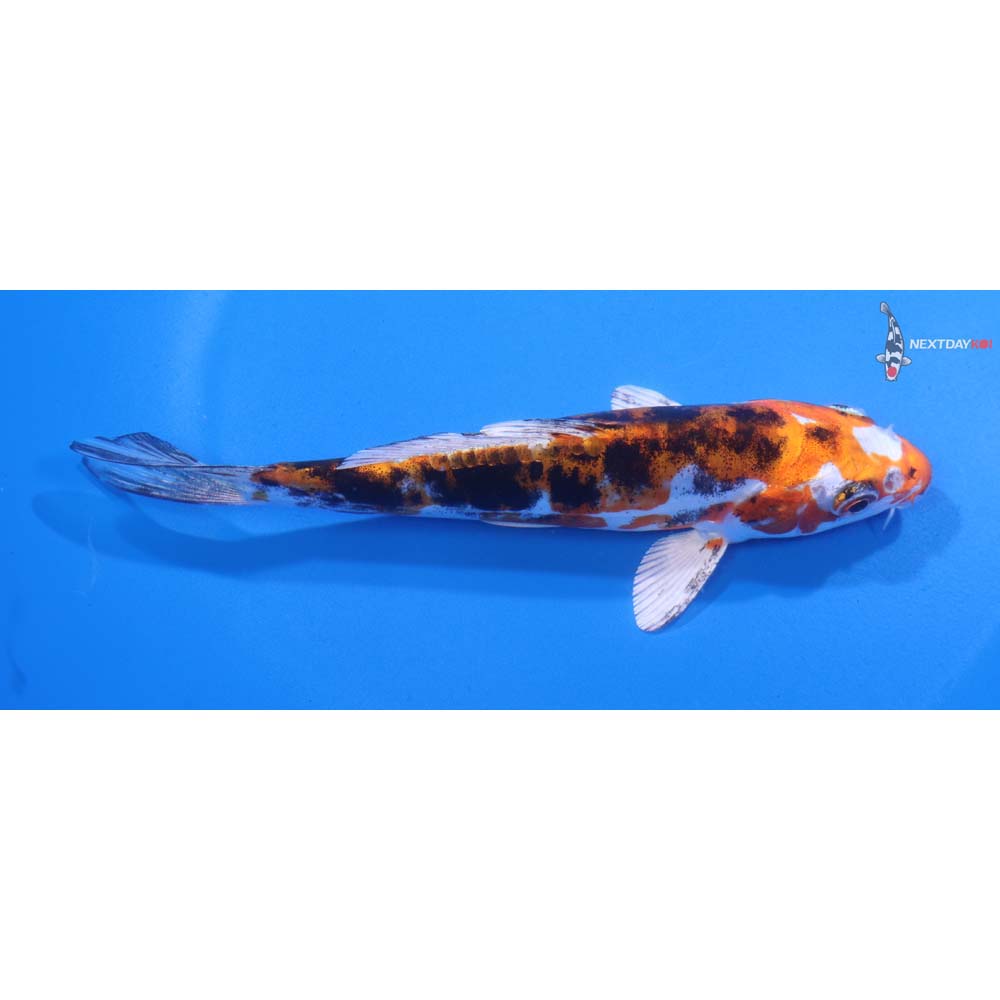 5.5” Imported Heisei Nishiki