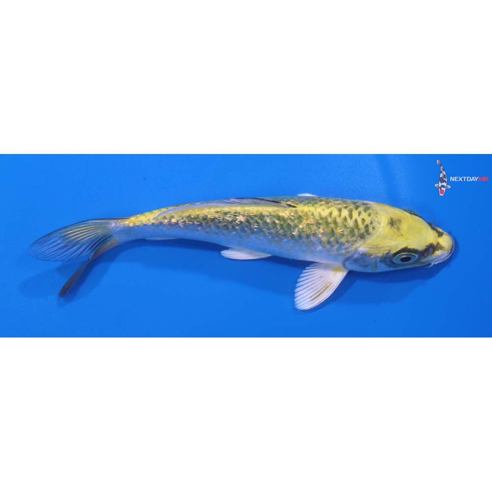 5.5” Imported Kujaku