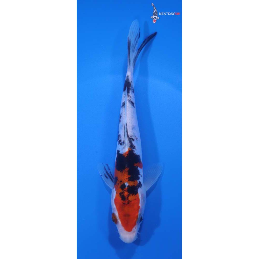 6” Imported Doitsu Sanke