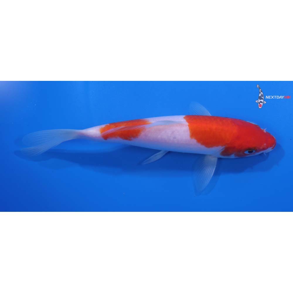 6” Imported Kohaku