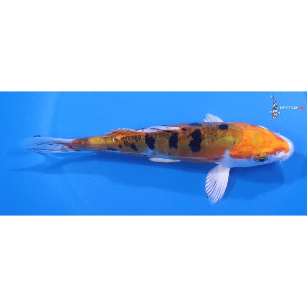 6” Imported Heisei Nishiki