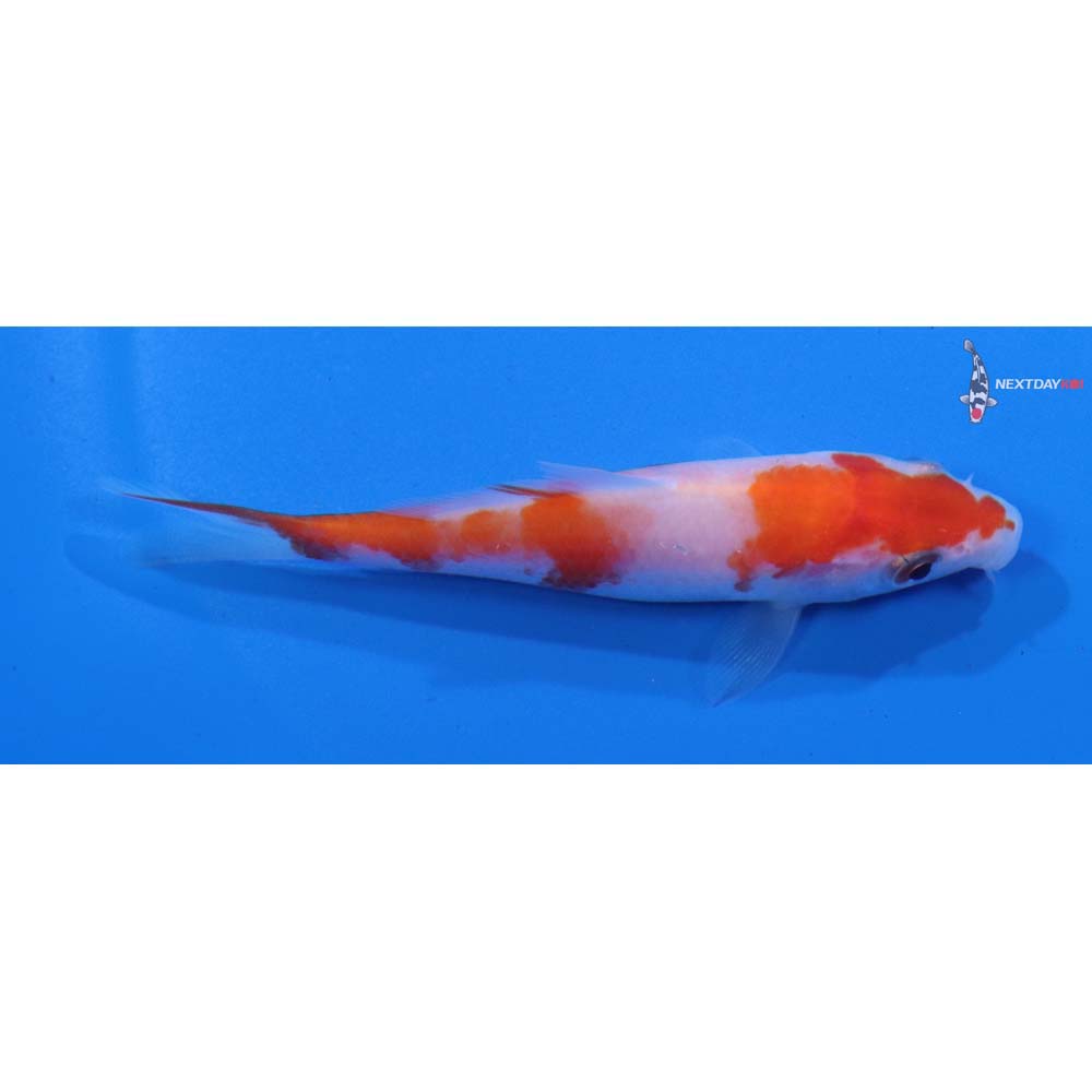 3.5” Imported Kohaku