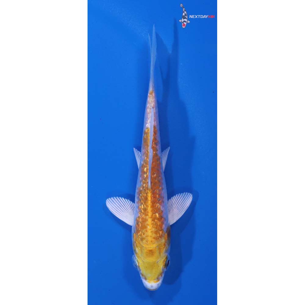 3.5” Imported Gin Rin Lemon Hariwake