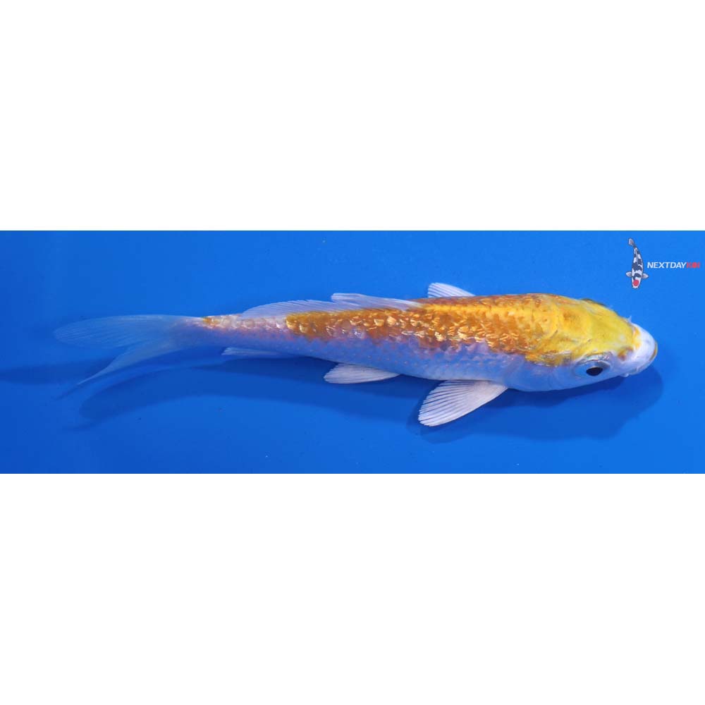 3.5” Imported Gin Rin Lemon Hariwake