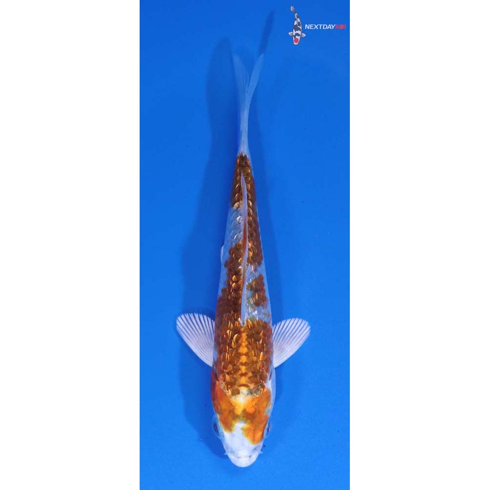 3.5” Imported Gin Rin Kujaku