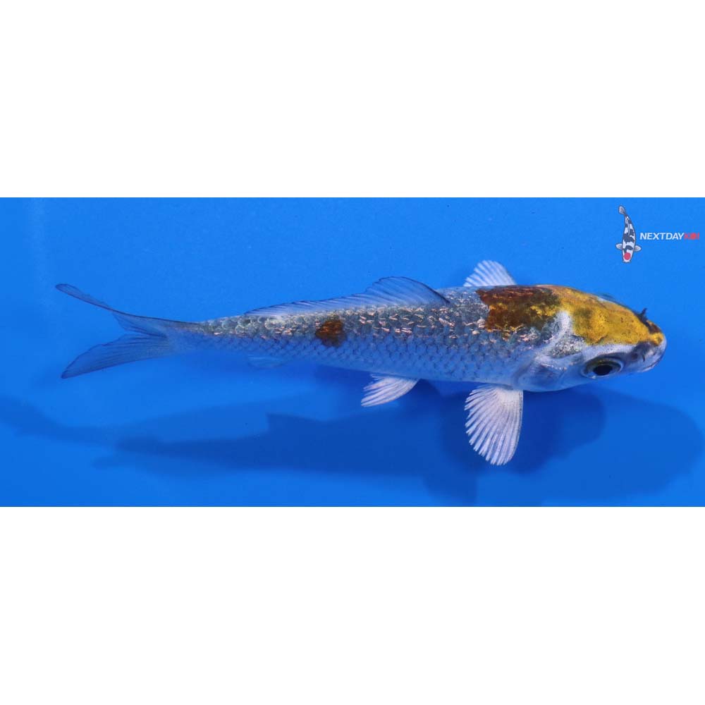 3.5” Imported Gin Rin Kujaku