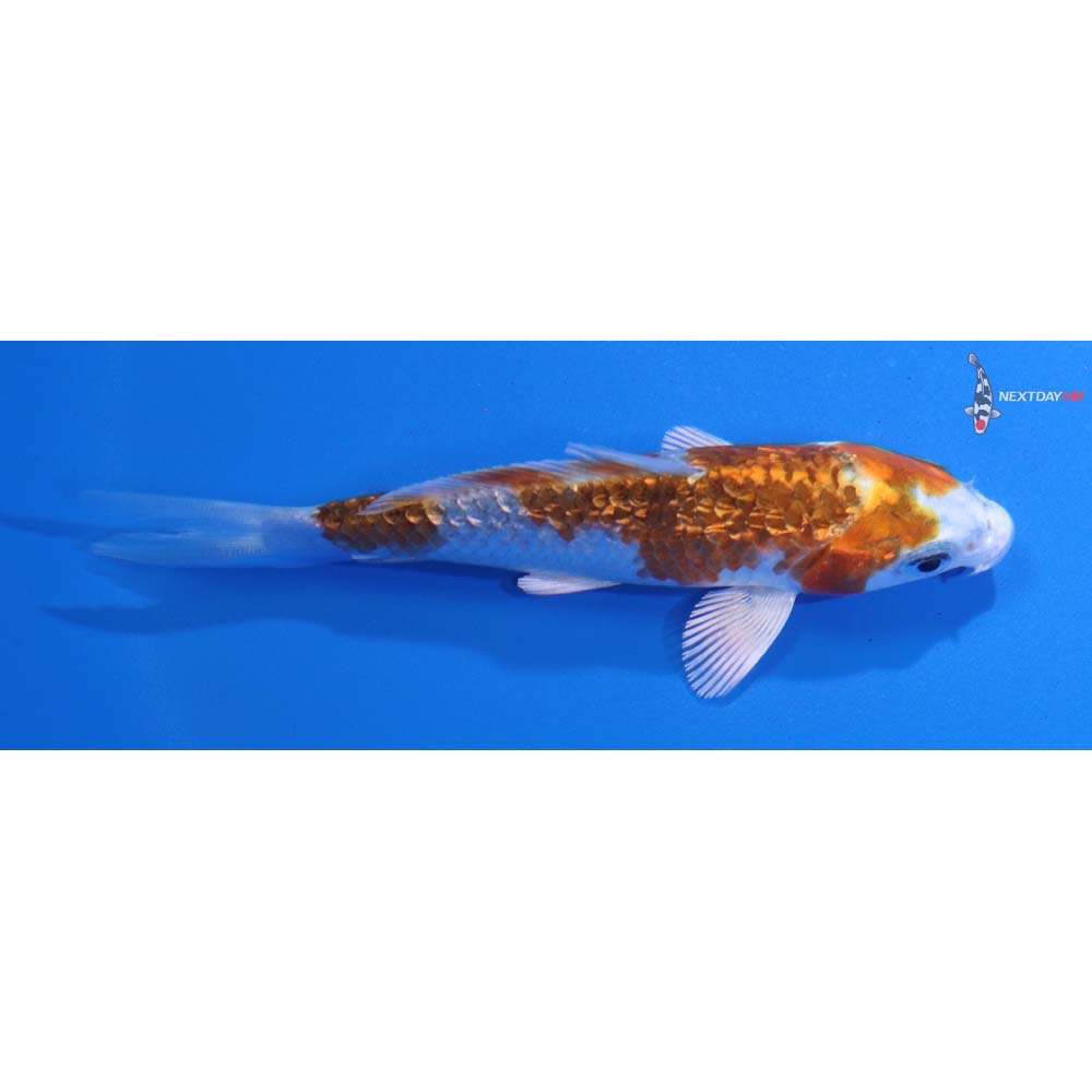 3.5” Imported Gin Rin Kujaku