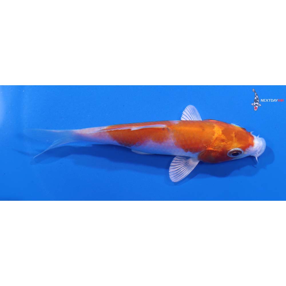 4” Imported Hariwake