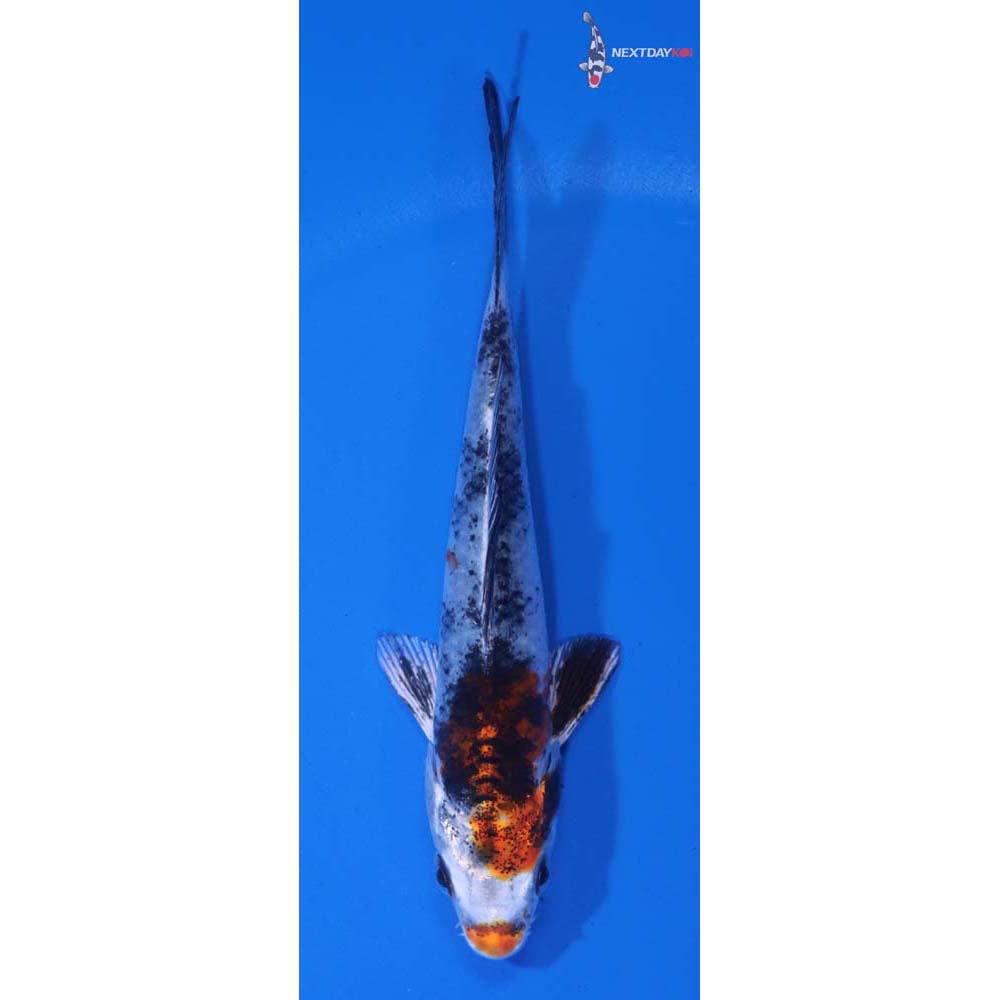 4” Imported Yamato Nishiki