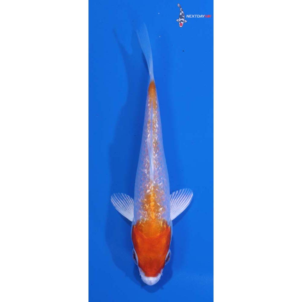4” Imported Gin Rin Hariwake