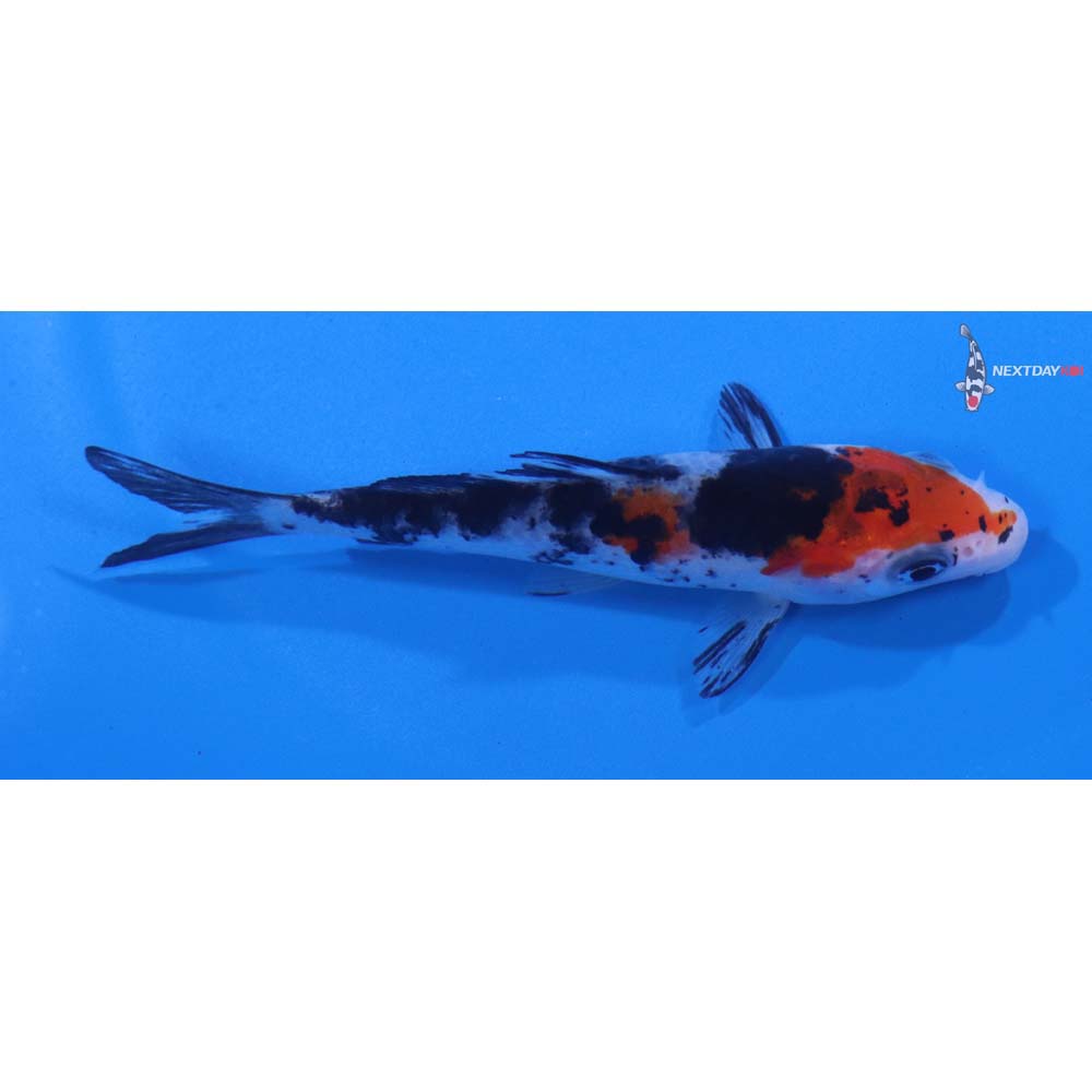 4” Imported Sanke