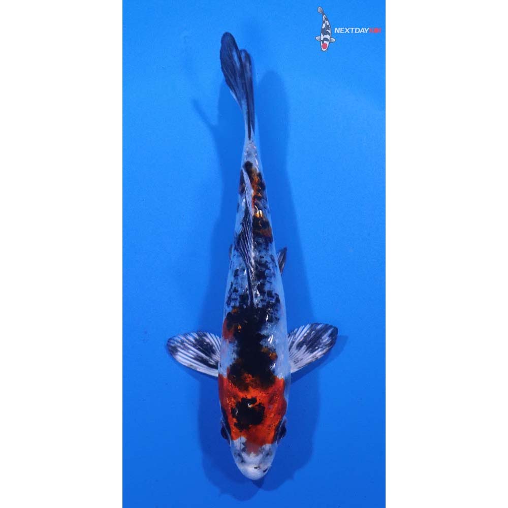 3.5” Imported Yamato Nishiki