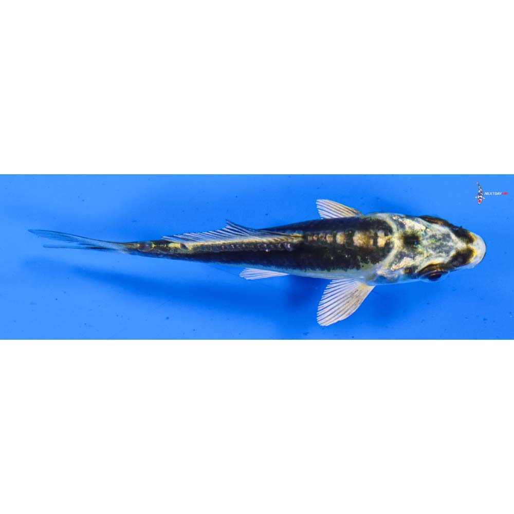 3” Imported Kin Kikokuryu