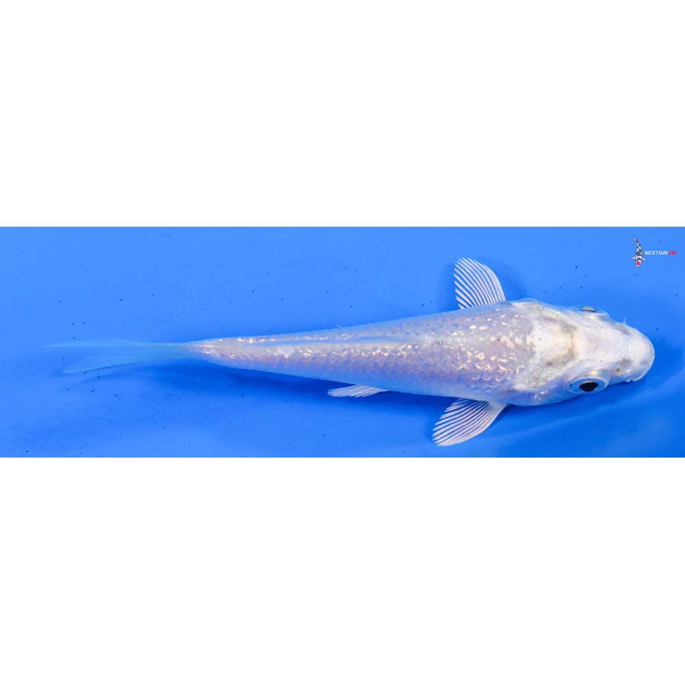 3” Imported Gin Rin Platinum Ogon