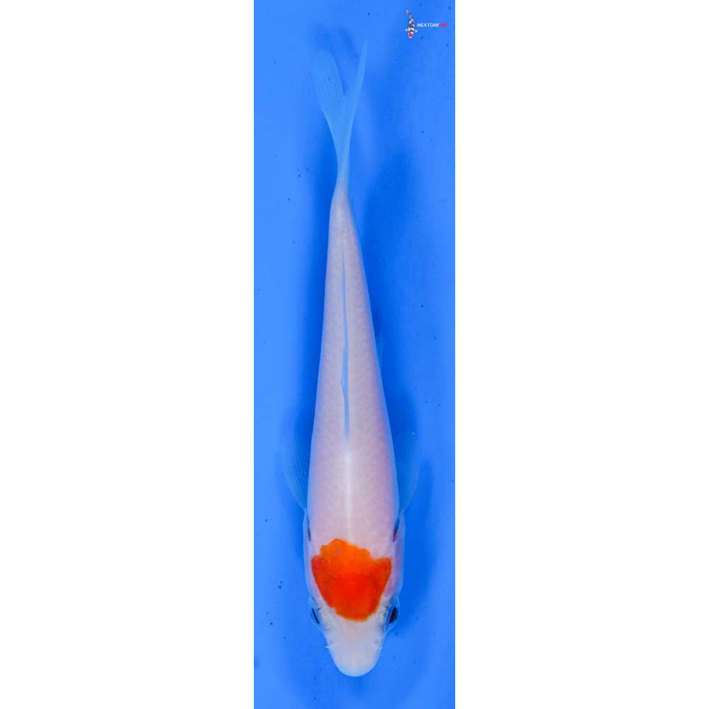 3” Imported Kohaku