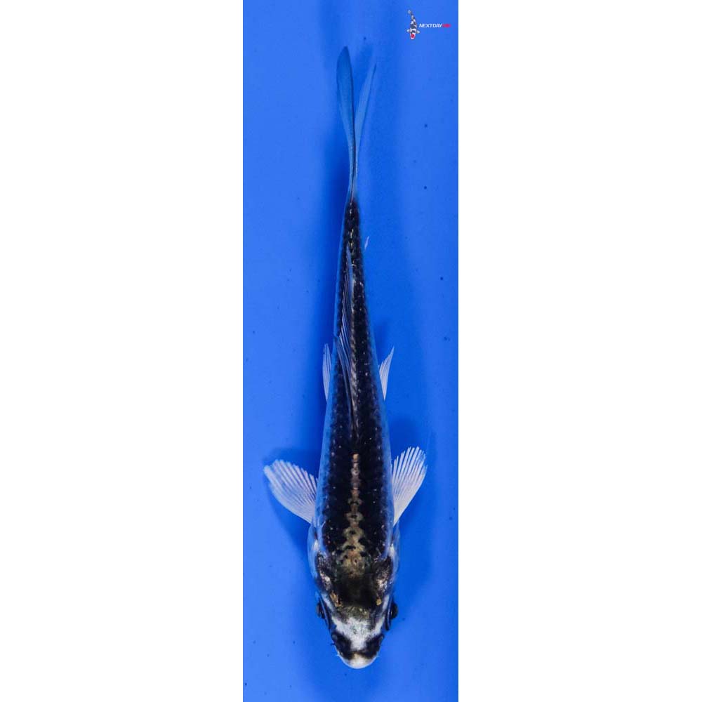 3” Imported Gin Matsuba