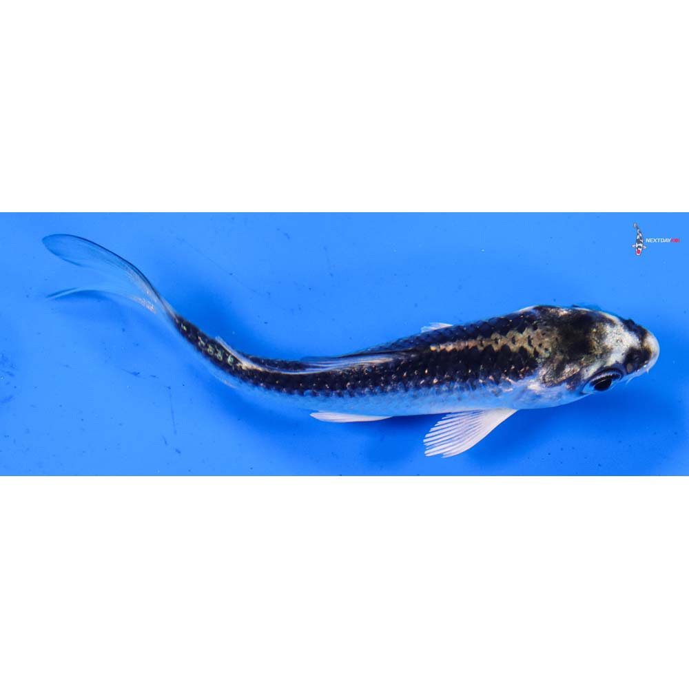 3” Imported Gin Matsuba