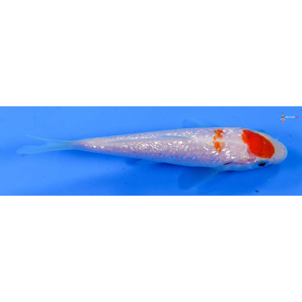 3.5” Imported Gin Rin Kohaku