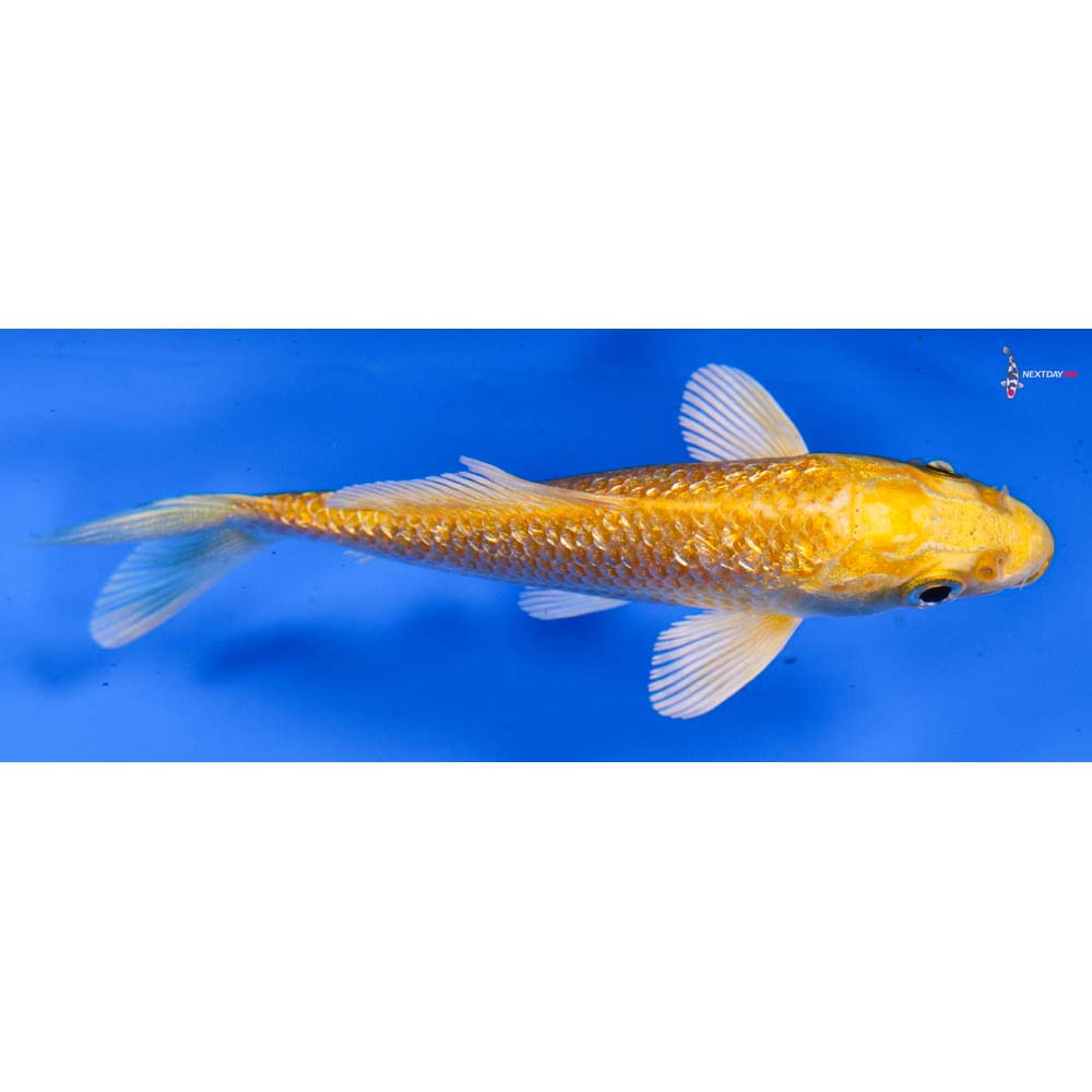 3.5” Imported Gin Rin Yamabuki Ogon