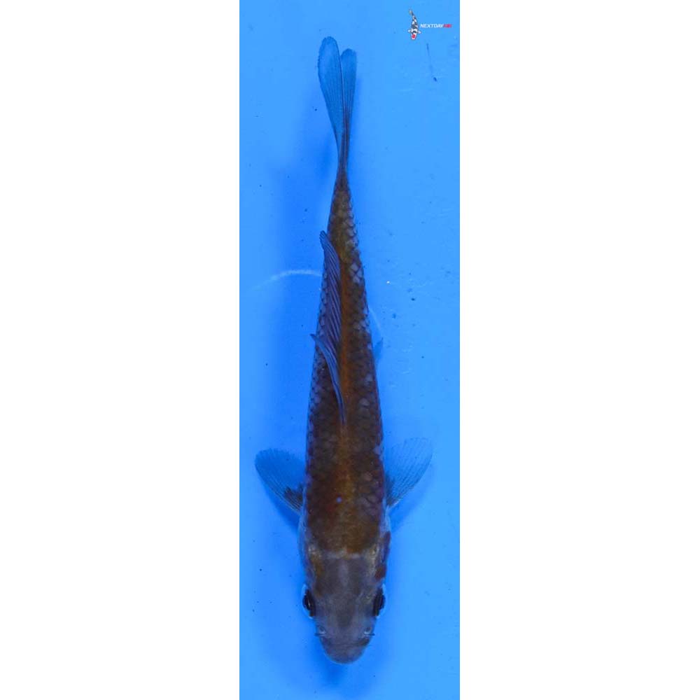 3.5” Imported Ochiba Shigure