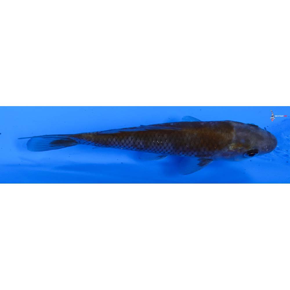 3.5” Imported Ochiba Shigure