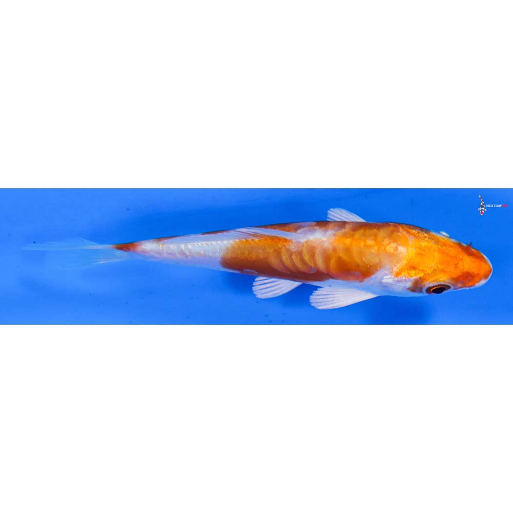 3.5” Imported Kikusui