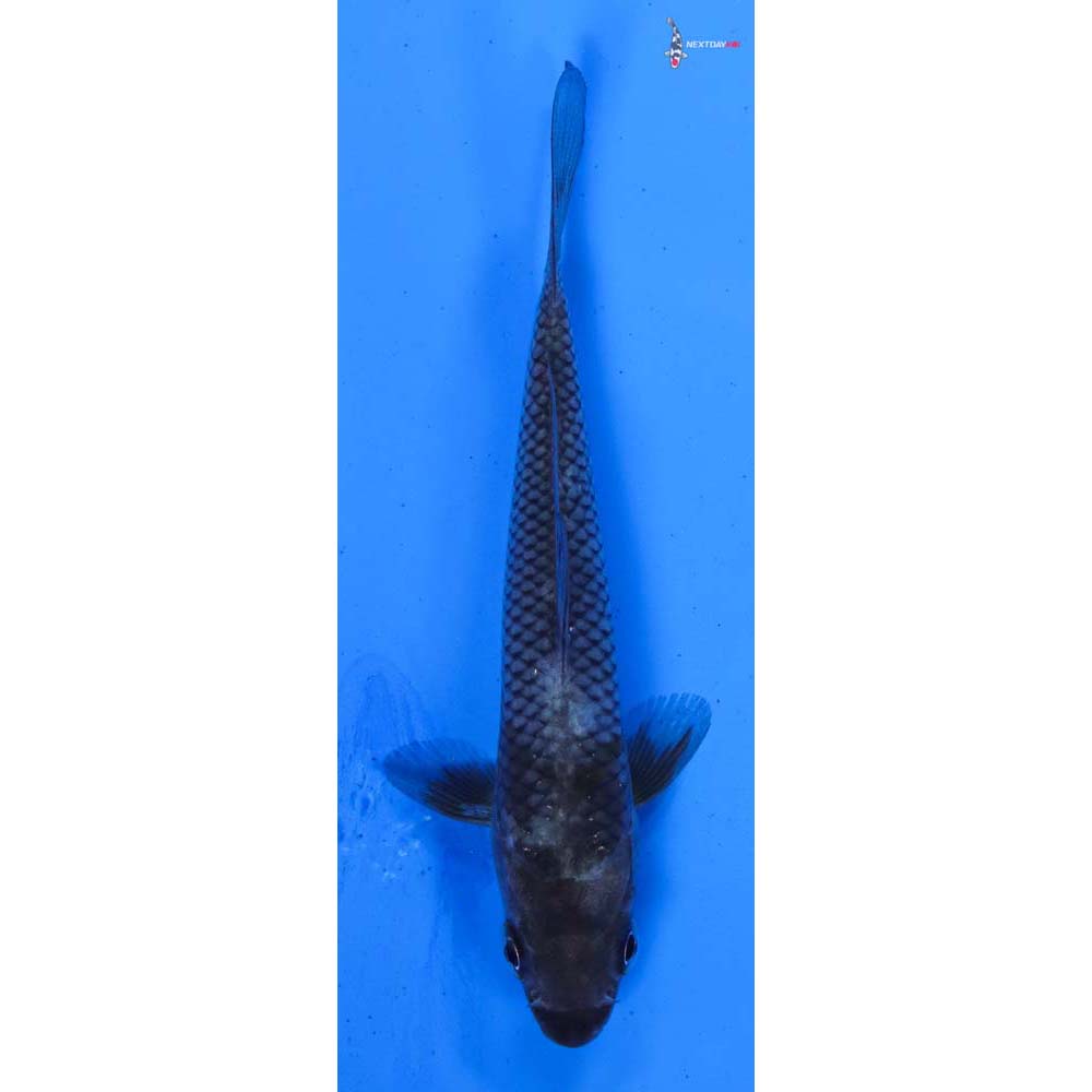 3.5” Imported Matsukawabakke