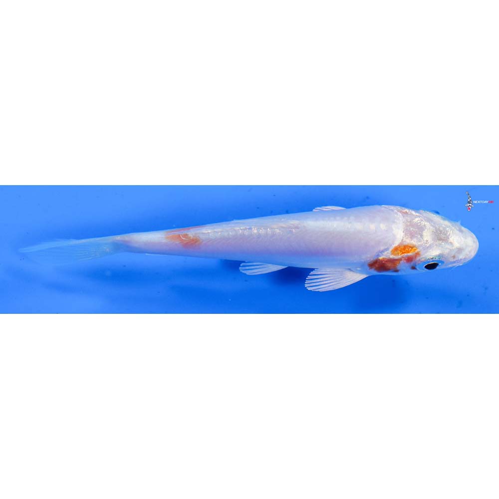 3.5” Imported Kikusui