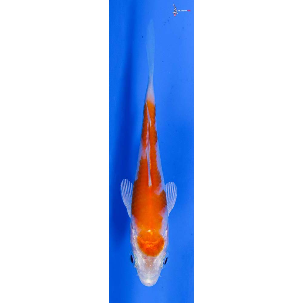 3” Imported Hariwake