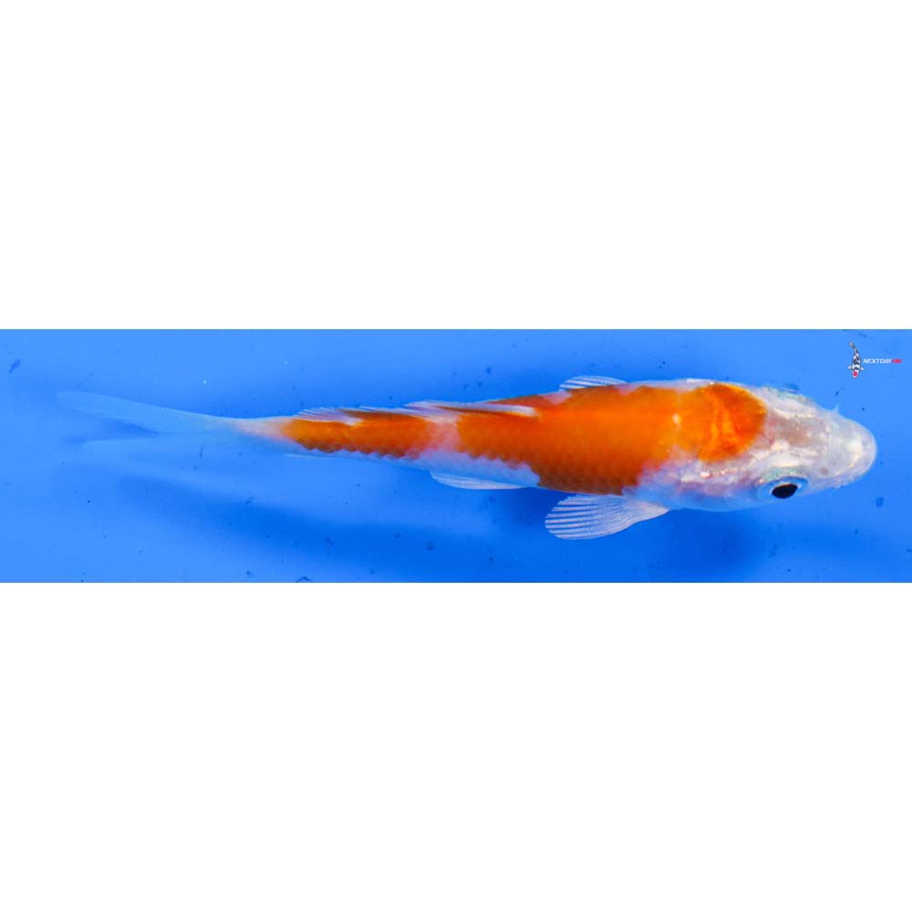 3” Imported Hariwake