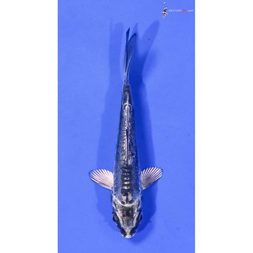 3” Imported Kikokuryu