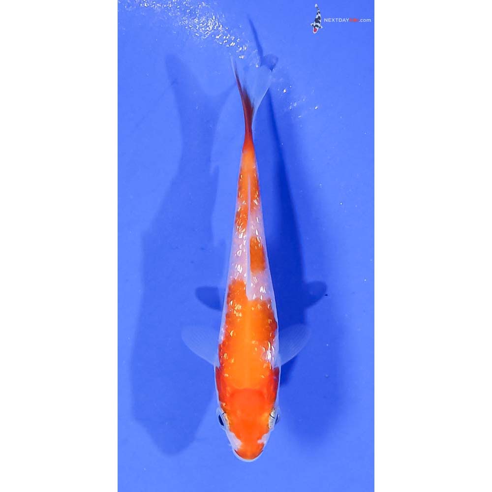 3” Imported Gin Rin Kohaku