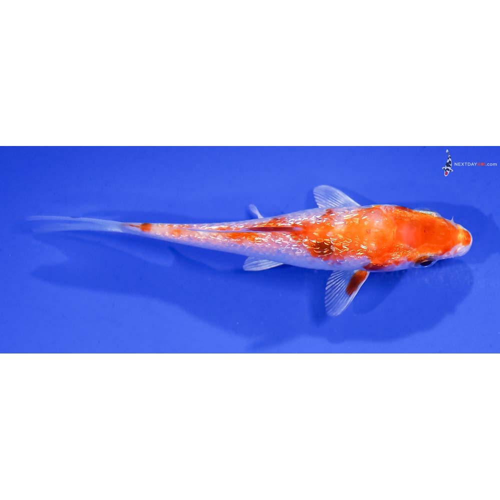 3.5” Imported Gin Rin Hariwake